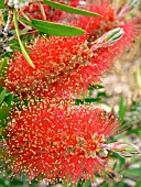 CALLISTEMON CITRINUS,  BOTTLEBRUSH