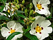 CISTUS LADANIFER (GUM CISTUS)