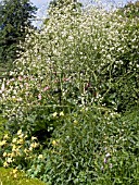 CRAMBE CORDIFOLIA