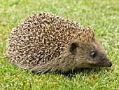 HEDGEHOG ON LAWN