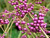 CALLICARPA BODINIERI (BEAUTY BERRY)