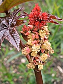 RICINUS COMMUNIS CARMENCITA,  CASTER OIL PLANT