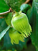 CORYLUS AVELLANA, (HAZEL NUT GROWING)