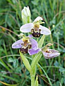 OPHRYS APIFERA,  BEE ORCHID,  NATIVE ORCHID