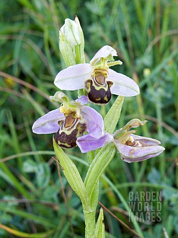OPHRYS_APIFERA__BEE_ORCHID__NATIVE_ORCHID