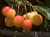 CHERRY VEGA,  FAN TRAINED IN WALLED GARDEN,  JUNE