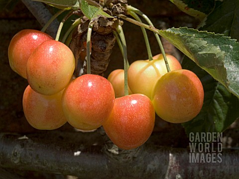 CHERRY_VEGA__FAN_TRAINED_IN_WALLED_GARDEN__JUNE