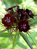 DIANTHUS BARBATUS SOOTY,  (SWEET WILLIAM)