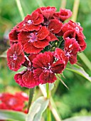 DIANTHUS BARBATUS,  SWEET WILLIAM