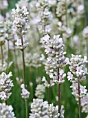 LAVANDULA LODDEN PINK,  LAVENDER