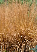 DESCHAMPSIA CESPITOSA (TUFFED HAIR GRASS)