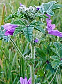 MALVA SYLVESTRIS,  COMMON MALLOW,  NATIVE ANNUAL