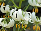 LILIUM MARTAGON VAR ALBUM,  MARTAGON LILY