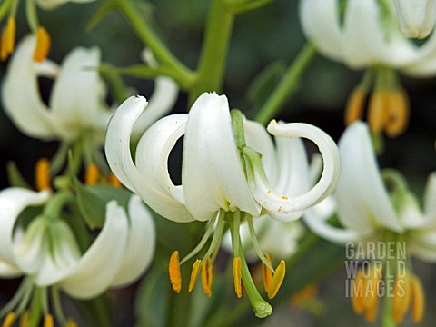 LILIUM_MARTAGON_VAR_ALBUM__MARTAGON_LILY