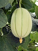 MELON CASTELLA,   GREENHOUSE GROWN