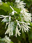 CHIONANTHUS RETUSUS,  FRINGE TREE