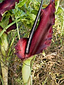 DRANUNCULUS VULGARIS,  DRAGON ARUM