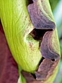 DRANUNCULUS VULGARIS,  DRAGON ARUM