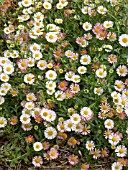 ERIGERON KARVINSKIANUS