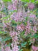 INDIGOFERA AMBLYANTHA