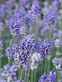 LAVANDULA ANGUSTIFOLIA,  LAVENDER