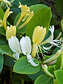 LONICERA JAPONICA HALLIANA,  HONEYSUCKLE