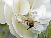 MISUMENA VATIA,  CRAB SPIDER WITH BEE