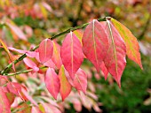 EUONYMUS ALATUS