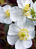 CARPENTERIA CALIFORNICA (AGM)