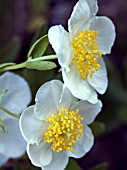 CARPENTERIA CALIFORNICA (AGM)