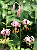 LILIUM MARTAGON,  MARTAGON LILY