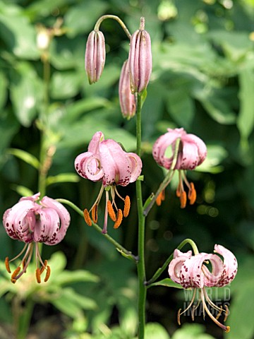 LILIUM_MARTAGON__MARTAGON_LILY