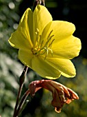 OENOTHERA SATIVA,  EVENING PRIMROSE