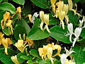 LONICERA JAPONICA HALLIANA