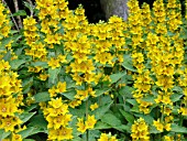 LYSIMACHIA PUNCTATA (DOTTED LOOSETRIFE)