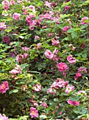 ROSA VILLOSA DUPLEX,  WOLLEY DOD ROSE