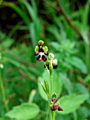 OPHRYS INSECTIFERA  (FLY ORCHID)