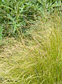 STIPA TENUISSIMA,  ANGEL HAIR GRASS