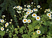 TANACETUM PARTHENIUM SNOW STAR