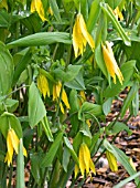 UVULARIA GRANDIFLORA