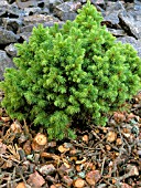 PICEA GLAUCA ALBERTIANA ALBERTA GLOBE