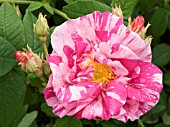 ROSA GALLICA VERSICOLOR,(ROSE)