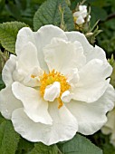 ROSA X ALBA ALBA SEMIPLENA,  ALBA ROSE