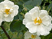 ROSA X ALBA ALBA SEMIPLENA,  ALBA ROSE