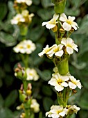 SISYRINCHIUM STRIATUM