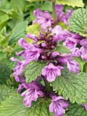 STACHYS MACRANTHA