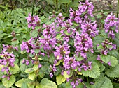 STACHYS MACRANTHA