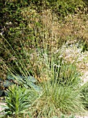 STIPA GIGANTEA,  GOLDEN OATS,  GRASS