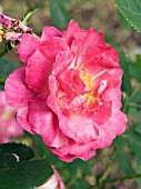 ROSA ARVENSIS DUSTERLOE,  SHRUB ROSE