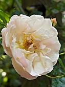 ROSA AUGUSTE GERVAIS,  RAMBLER ROSE